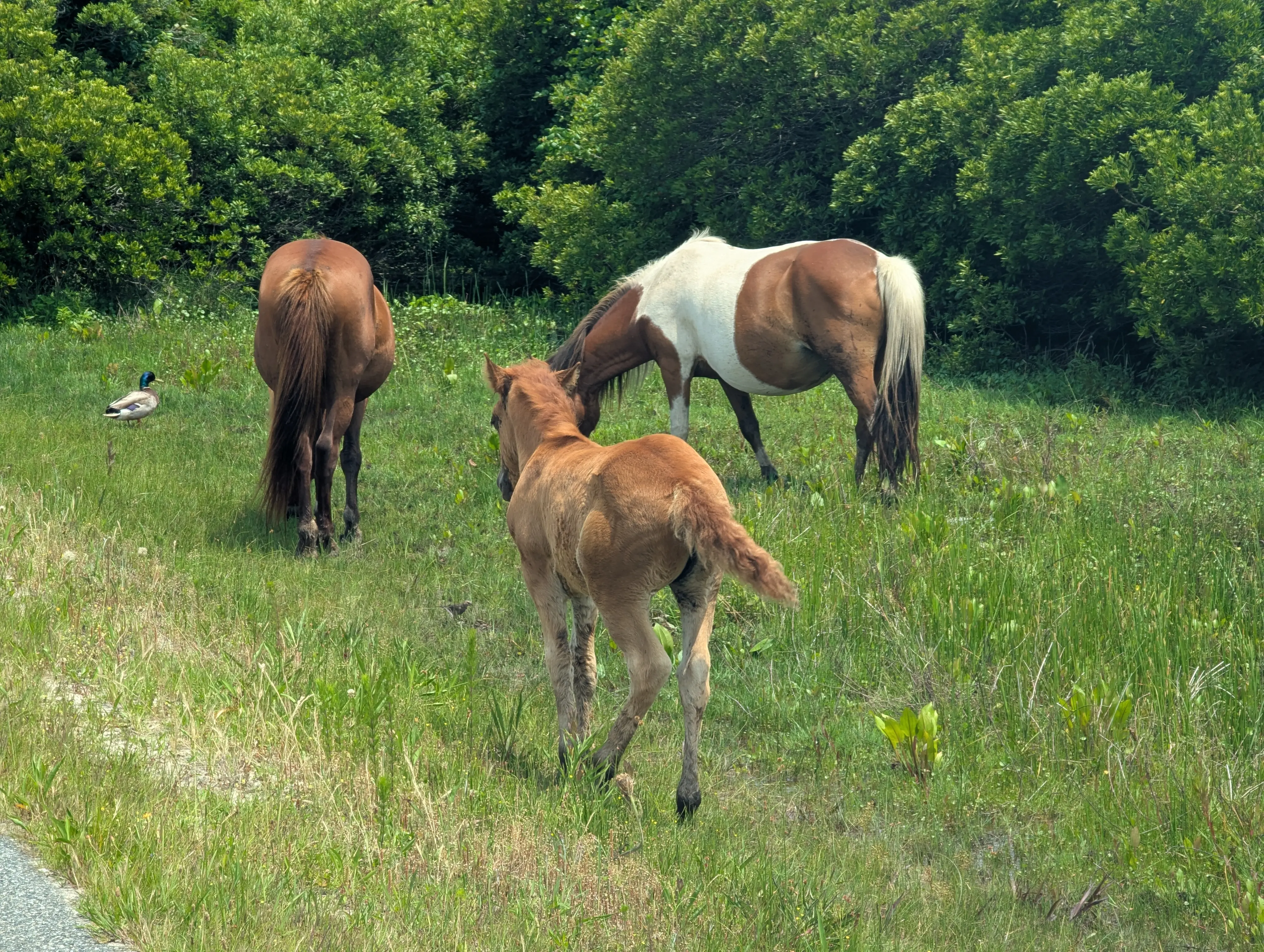 Horse10