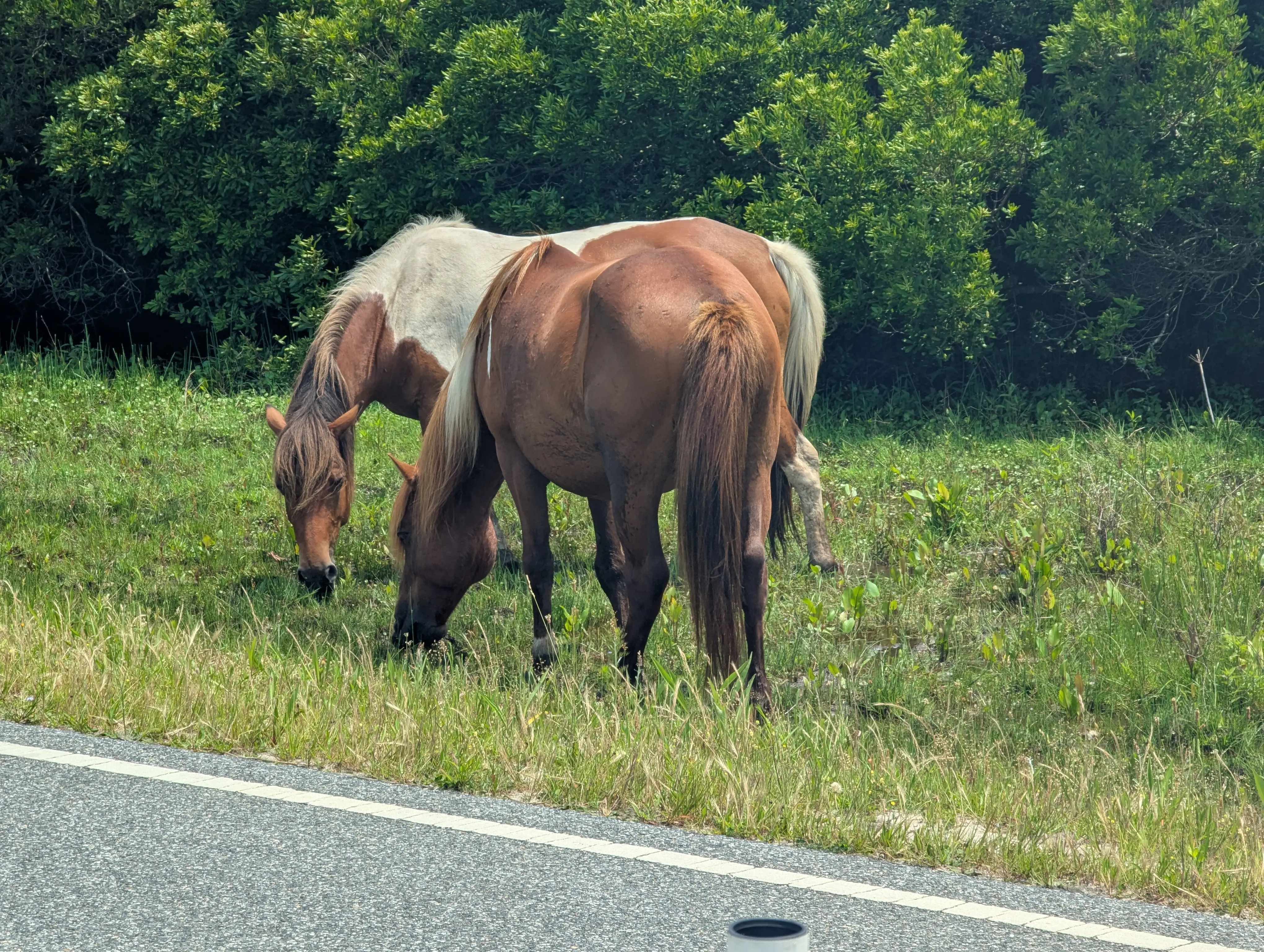 Horse11