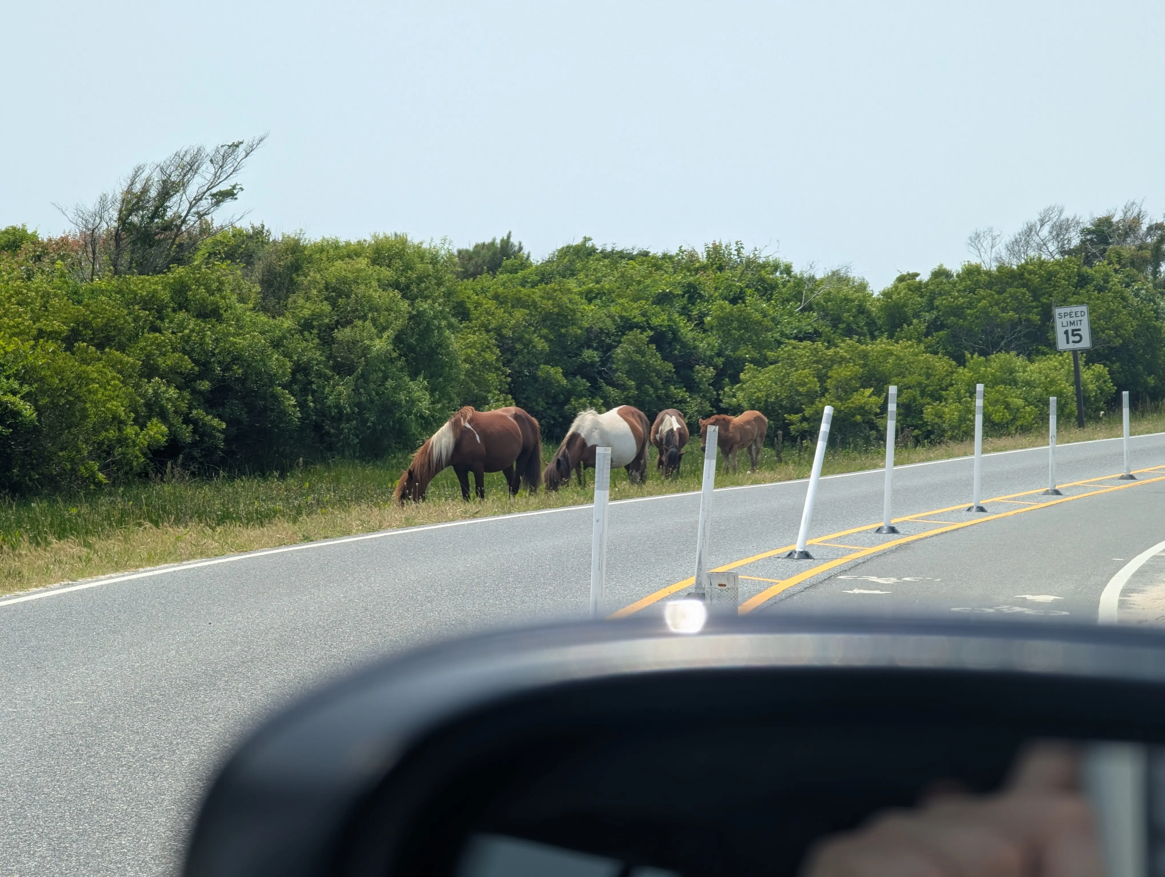 Horse2