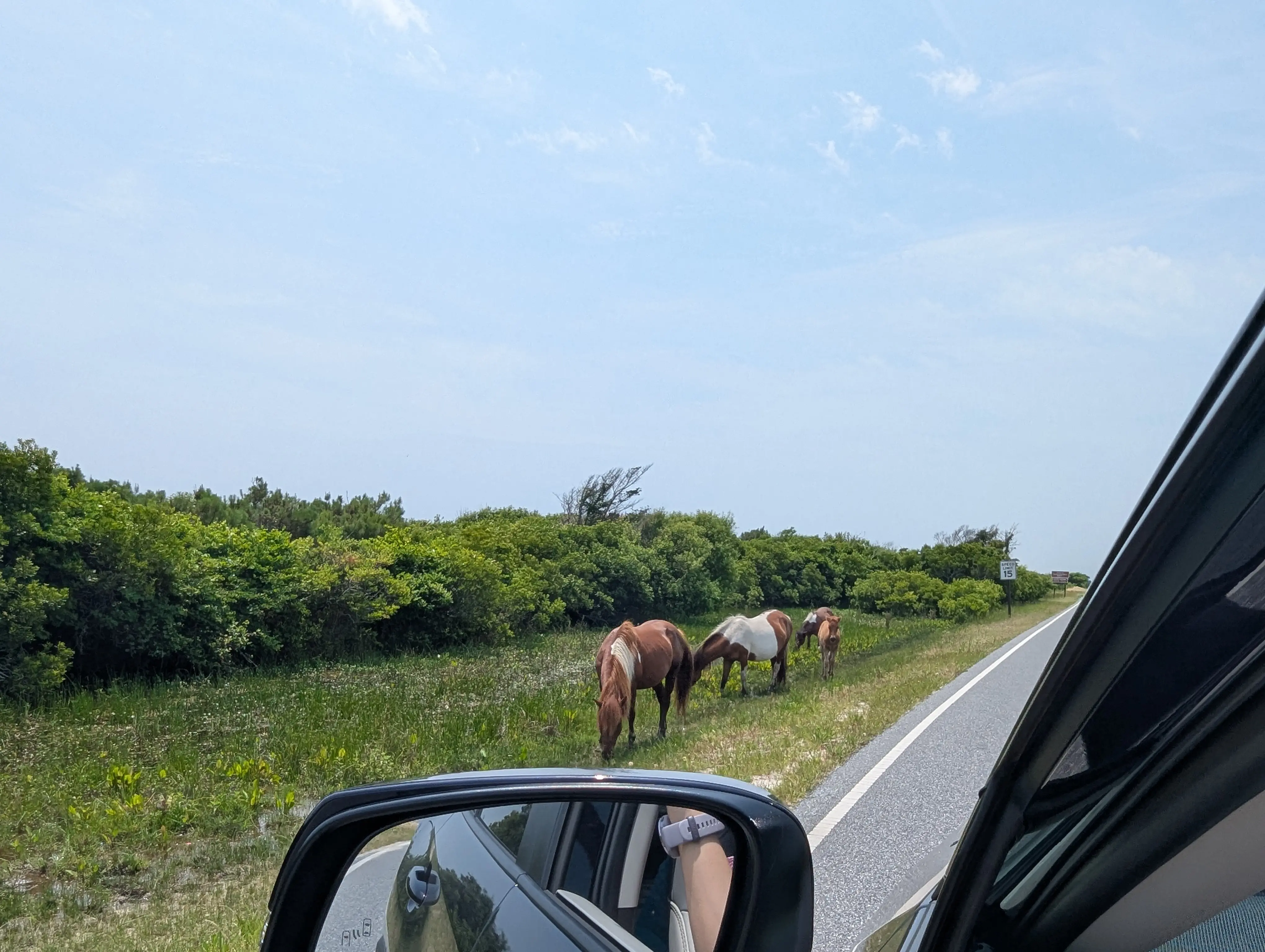 Horse4