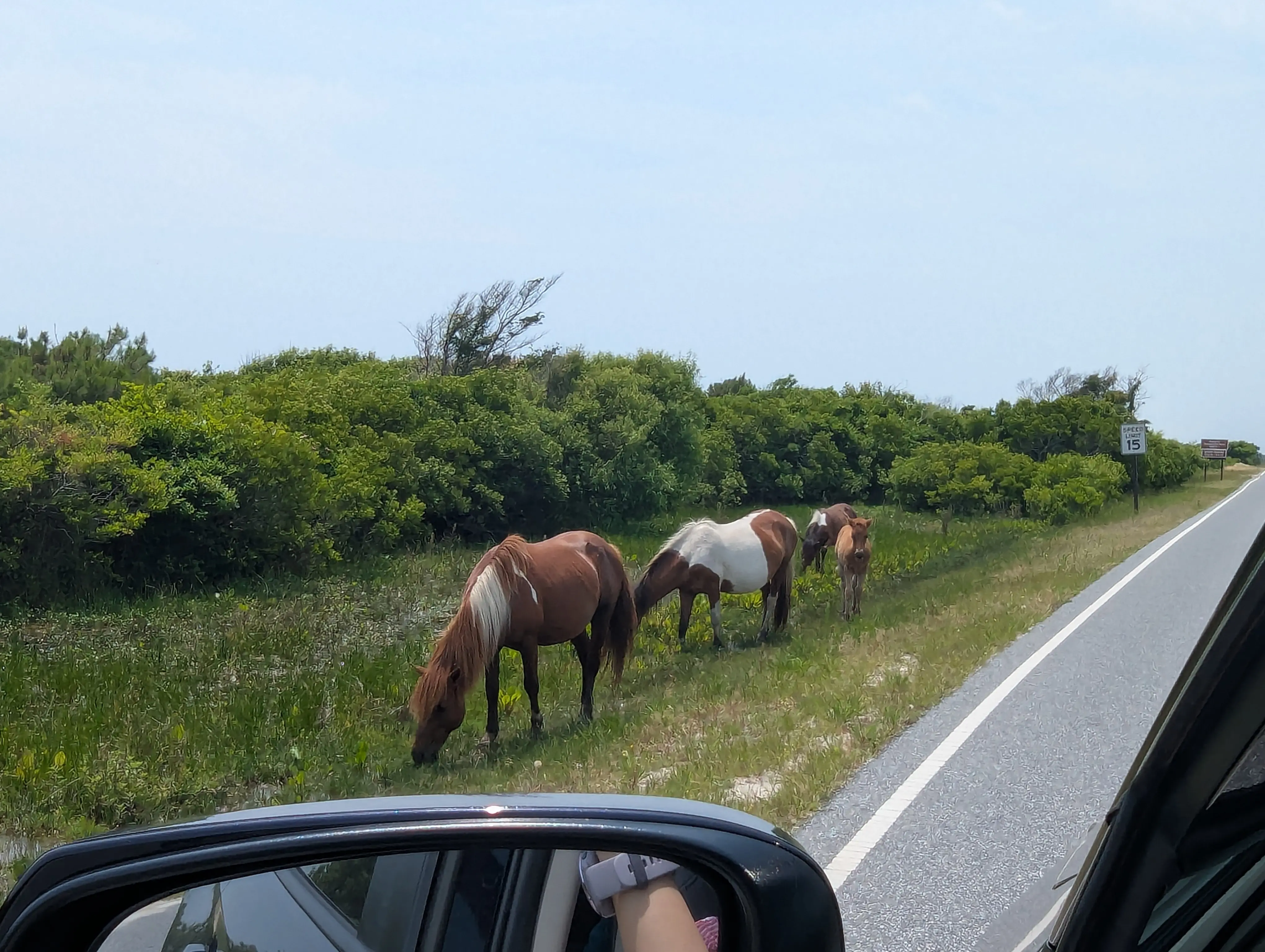 Horse5