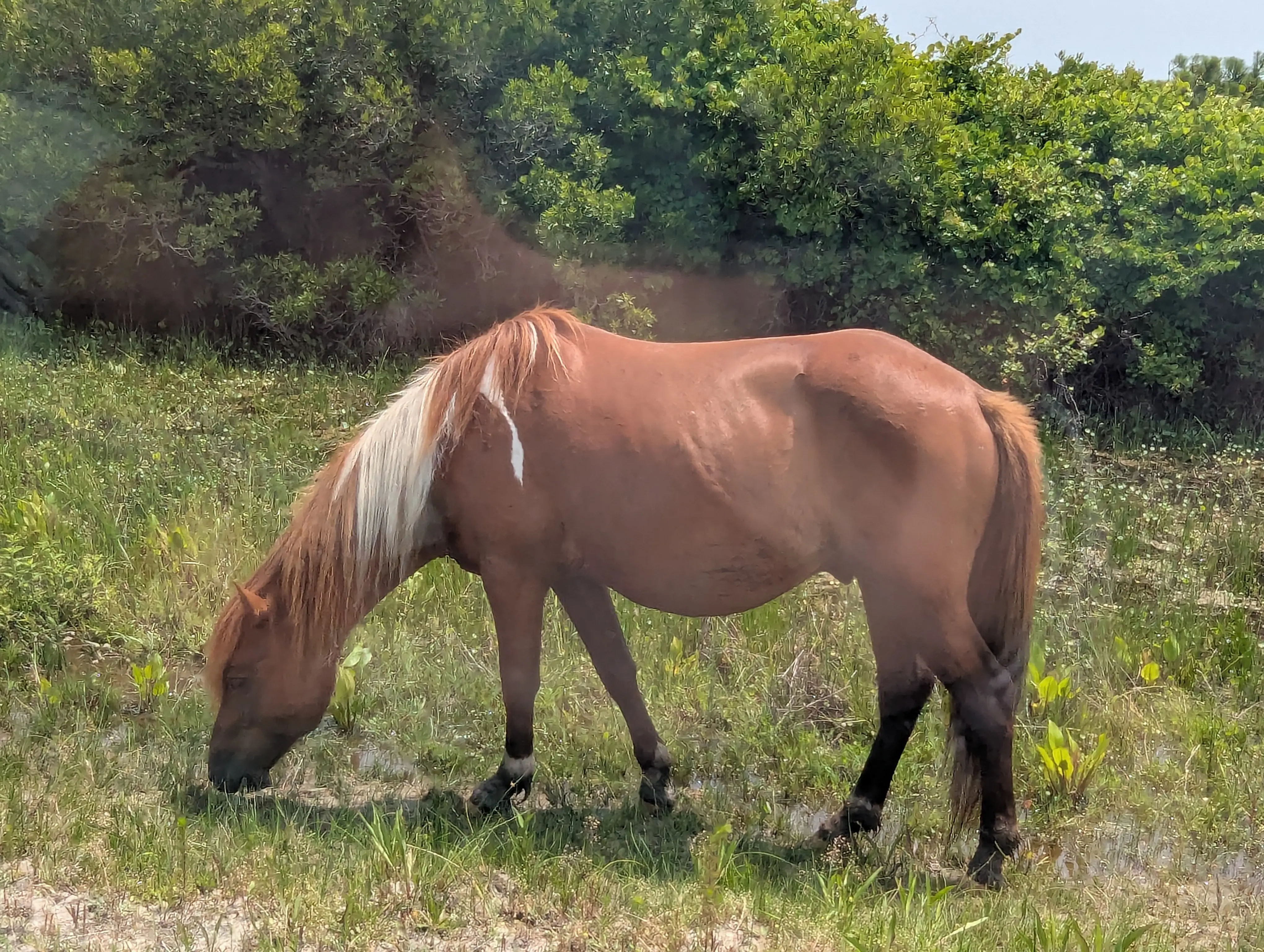 Horse6
