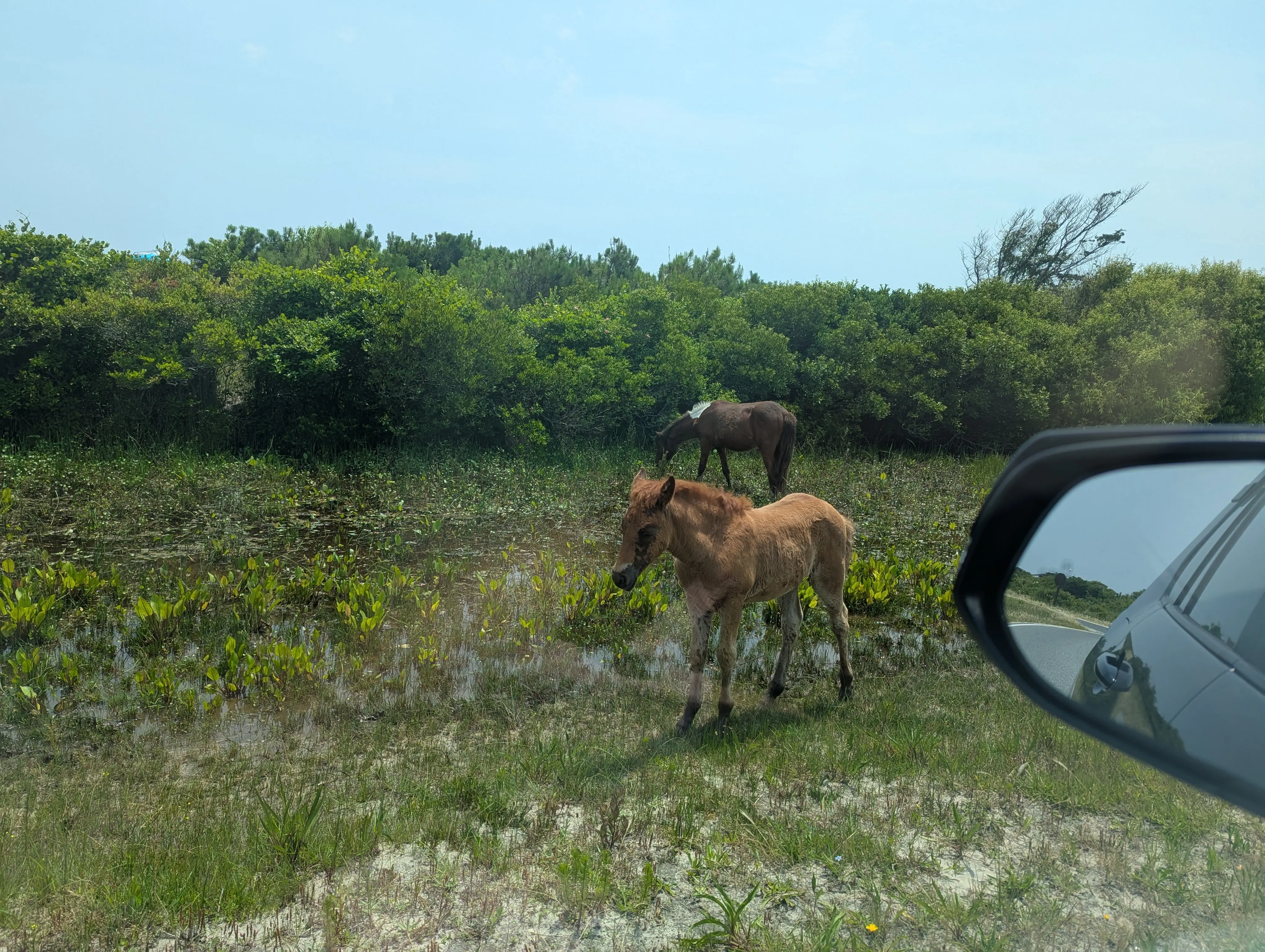 Horse7