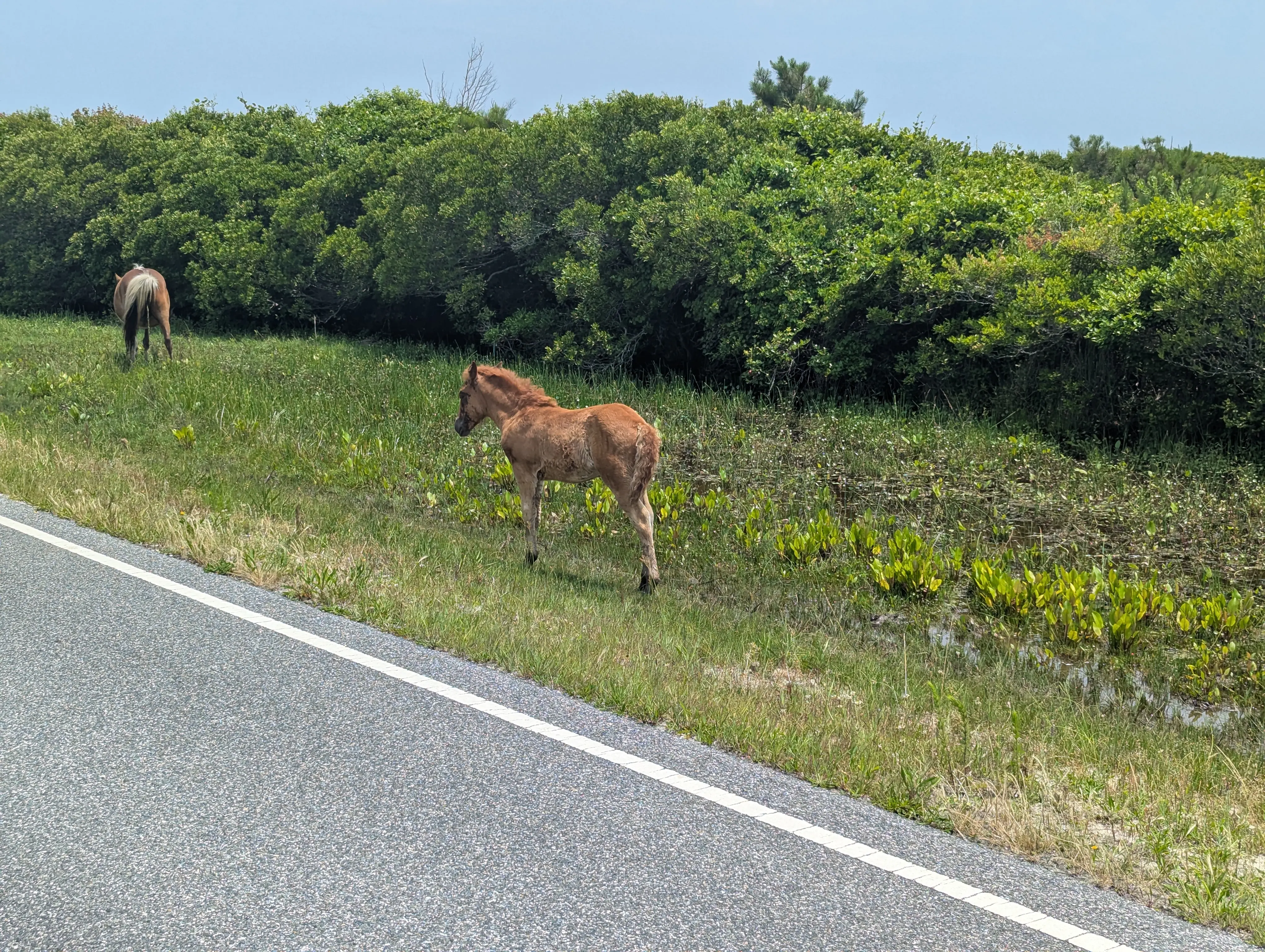 Horse8