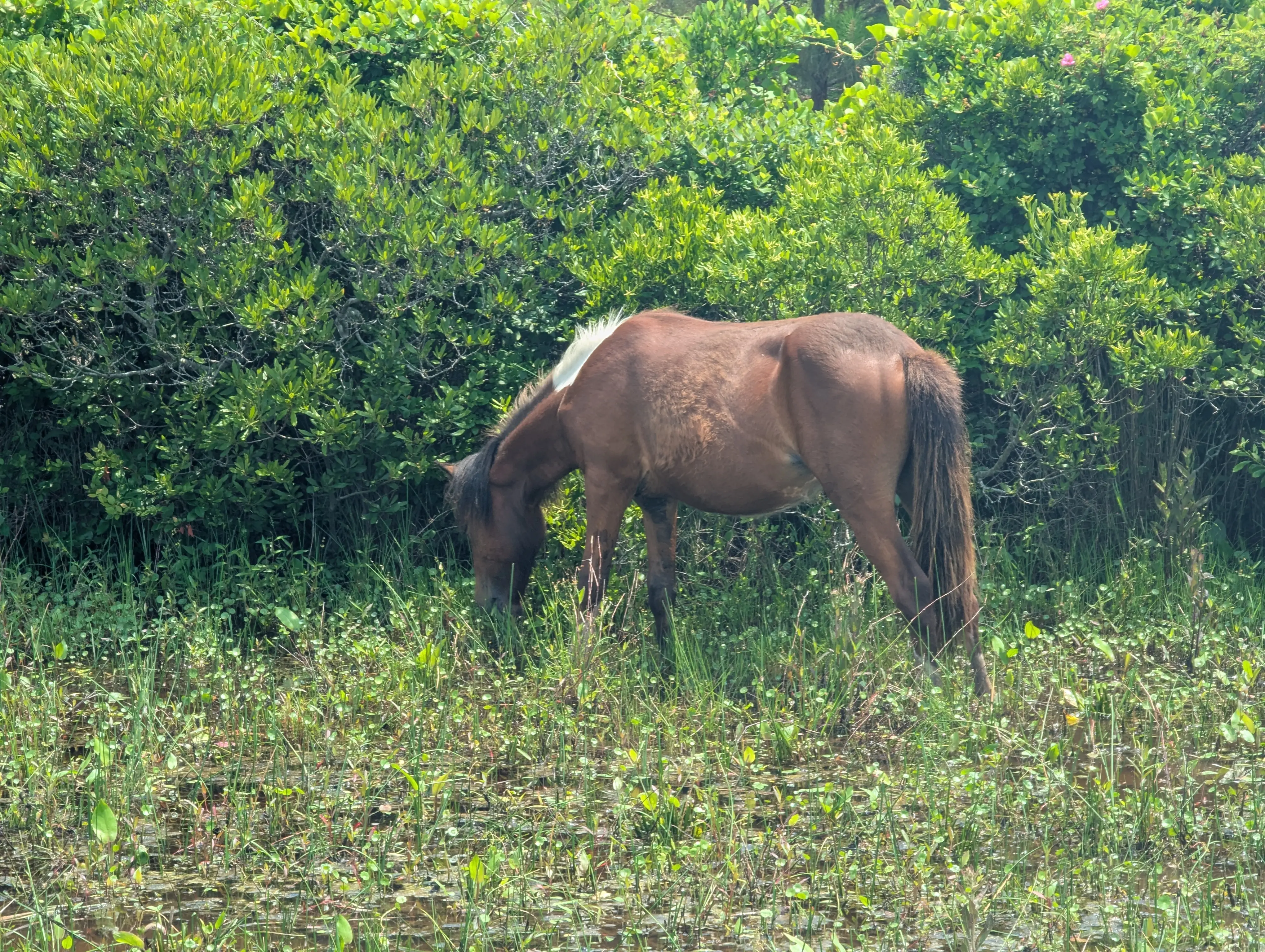 Horse9